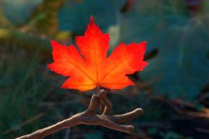 마법의 숲 속 식물들을 알아보자